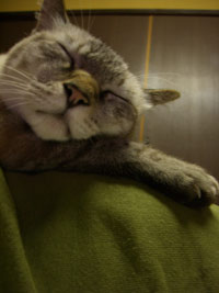 あーホントかわいい